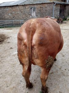 Esta vaca da gandería de Manuel López Quiroga de Samos superou os 6.000 euros