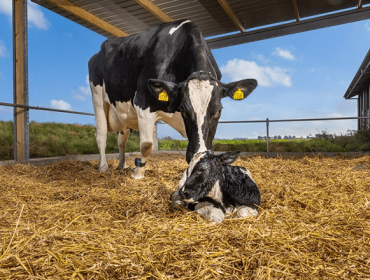 A nutrición: un aspecto clave no período de transición de vacas leiteiras