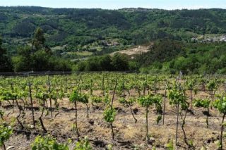 Xornada sobre os viños da IXP Val do Miño-Ourense