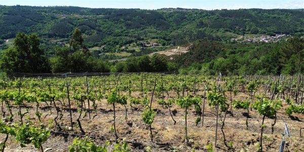 Xornada sobre os viños da IXP Val do Miño-Ourense