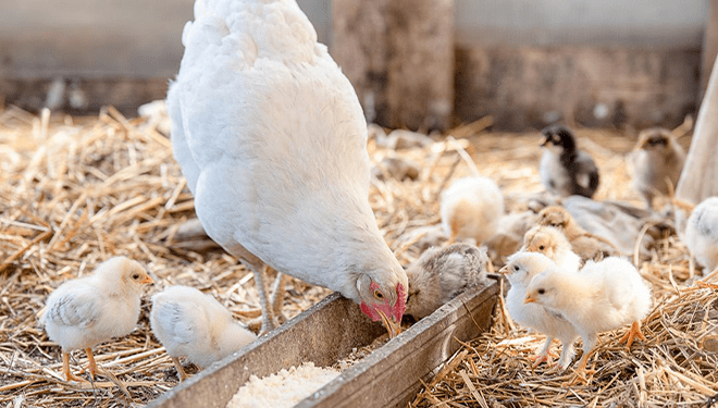 Seminario online sobre cómo convertir el estiércol avícola en energía térmica