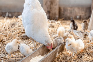 Xornada online sobre como converter o esterco avícola en enerxía térmica