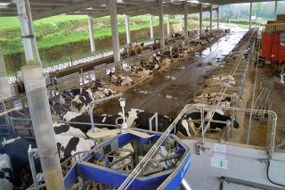 Gandería Castedo SC, relevo xeracional e novas instalacións para seguir producindo leite