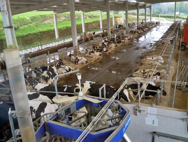 Gandería Castedo SC, relevo xeracional e novas instalacións para seguir producindo leite