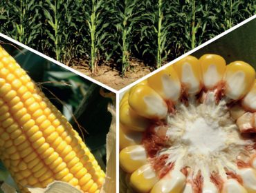 Ensaios en Galicia coas variedades de millo forraxeiro: Resultados 2022