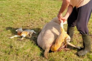 Curso práctico de atención ao parto en ovino e caprino