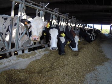 “O que compromete o futuro do sector lácteo son as prácticas abusivas das industrias toleradas polas institucións”