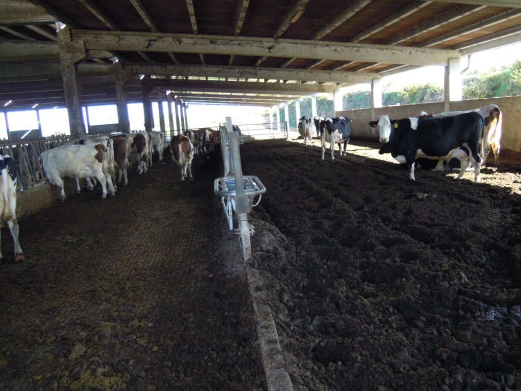 Zona de vacas secas, que se atopan en cama quente e poden saír ao exterior