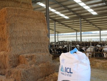 Visitamos a gandeiros de Galicia para comprobar a eficacia da Solución Única de ICL no abonado de millo forraxeiro
