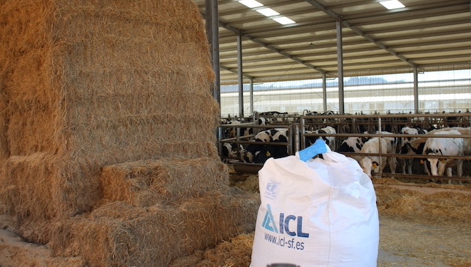 Visitamos a gandeiros de Galicia para comprobar a eficacia da Solución Única de ICL no abonado de millo forraxeiro