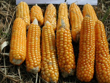 Descobren en Galicia tres variedades autóctonas de millo panificable con potencial