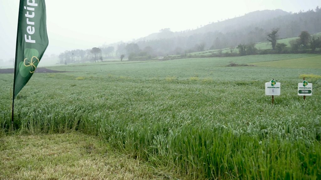 Imagen de las franjas de cultivo de ensayo de los campos de Mazaricos