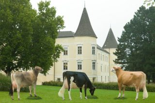 Comparación de resultados entre as razas Fleckvieh, Holstein e  Brown Swiss en Austria
