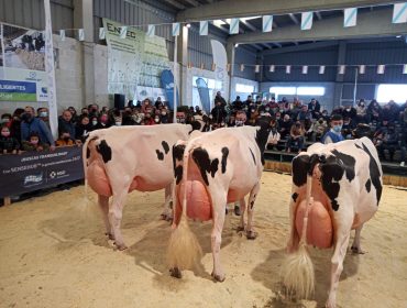 “As 4 últimas vacas campionas de Galicia veñen todas da mesma familia”