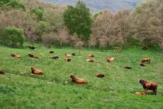 A Xunta anima aos gandeiros e agricultores galegos a ampliar a súa base territorial para saír máis beneficiados na nova PAC
