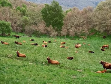 A Xunta anima aos gandeiros e agricultores galegos a ampliar a súa base territorial para saír máis beneficiados na nova PAC