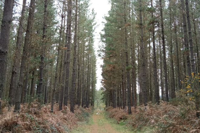 A Xunta selecciona seis bosques de Pinus radiata para producir planta de calidade