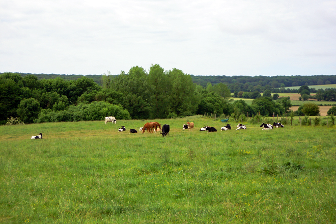 A maioría das explotacións fan pastoreo coas súas vacas na primavera