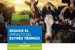 Coolcare: A protección de De Heus contra o estrés  térmico en vacún de leite