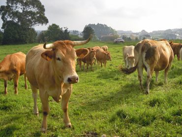 Os custos de alimentación das granxas galegas de vacún de carne varían dos 2 aos 5 euros por kilo producido