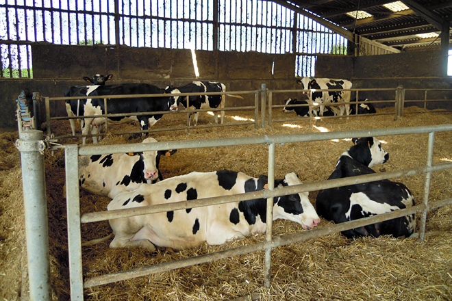 As vacas secas próximas ao parto están en cama quente de palla e as de produción en cubículo de colchoneta