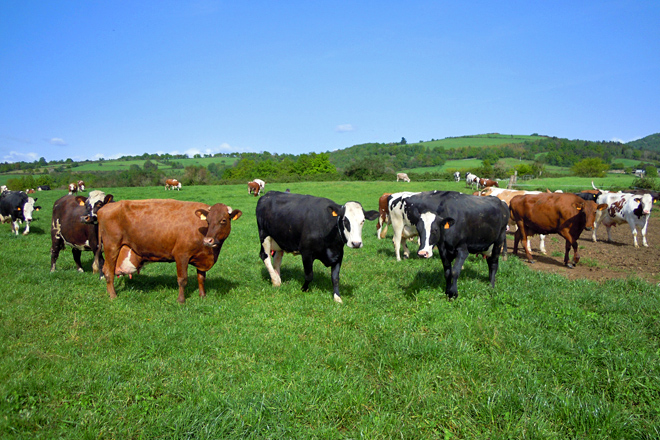 Cursos en Monforte de produción de carne e manexo do gando en pastoreo