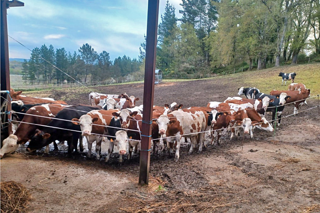 As vacas en produción están en Láncara e a recría en Arxemil, no Corgo, onde estaba a explotación dos avós maternos de Diego