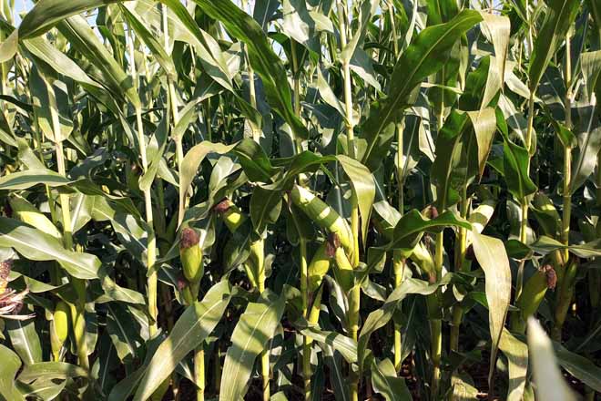 Los ensayos del fertilizante Agromaster en maíz de ciclo corto muestran mayores producciones y  rentabilidad