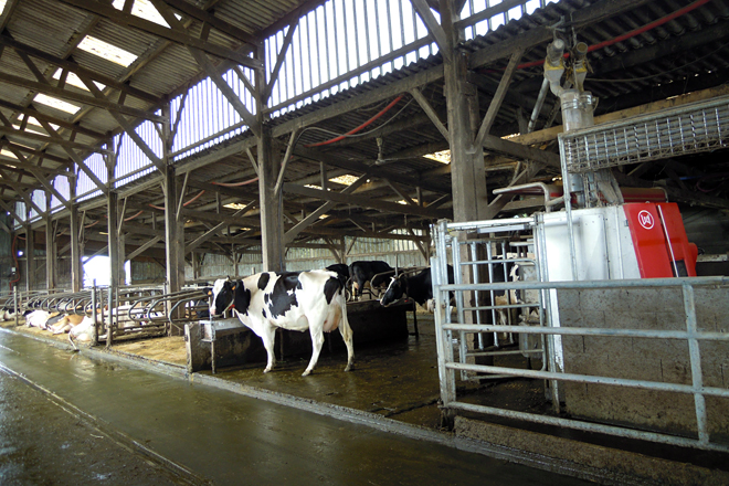 O robot conta cunha porta selectora que permite a saída das vacas ao prado ou as devolve ao establo en función da media de muxiduras de cada animal
