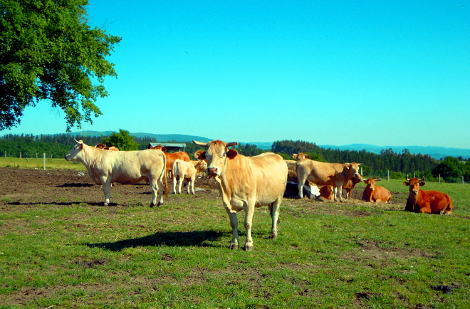 LANCARA Ganderia Casa Garcia vacas rubia galega