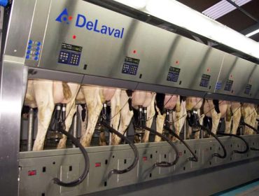 Recomendacións para reducir a contaminación eléctrica no establo e a súa incidencia nas vacas