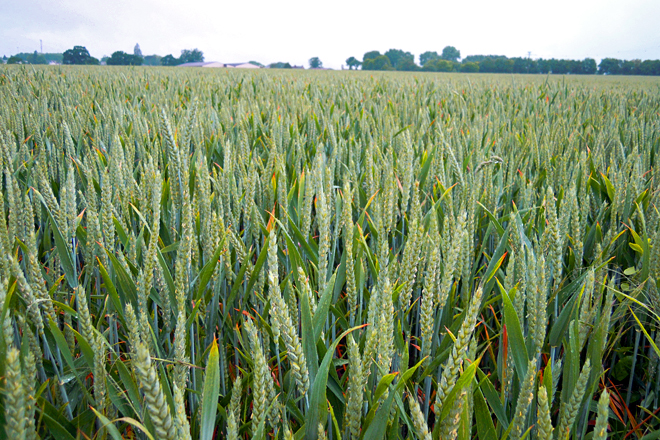 Parcela de trigo, un dos cultivos principais da rexión