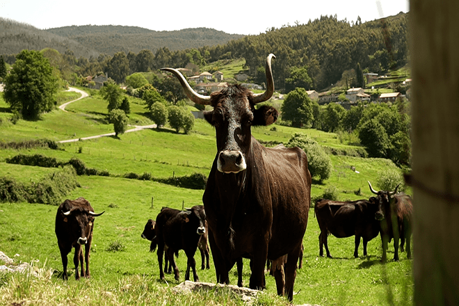 Imaxe de vacas de raza Caldelá nunha finca a parte do monte comunal.