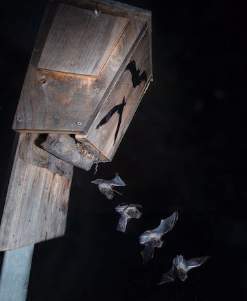 Morcegos saíndo dunha das caixas refuxio colocadas nos viñedos da adega.