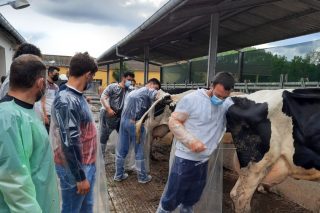Cursos de formación en Becerreá sobre reprodución no gando vacún