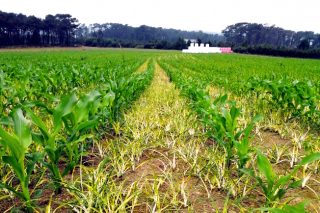 Consellos para unha correcta utilización dos herbicidas de post-emerxencia en millo