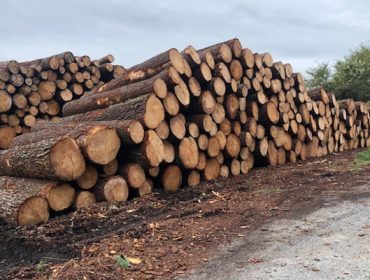 A Xunta pón á venda 30 lotes de madeira na provincia de Ourense