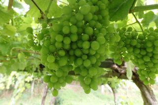 Coidados do viñedo: Alto risco de mildio en todas as comarcas