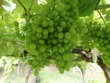 Coidados do viñedo: Alto risco de mildio en todas as comarcas