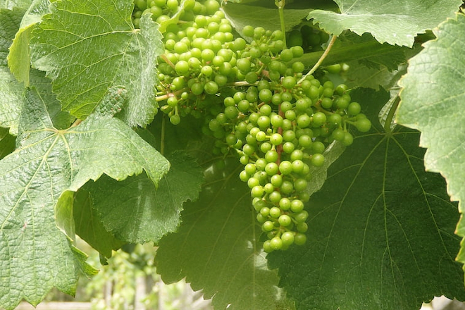Buen desarrollo de los racimos en los viñedos gallegos
