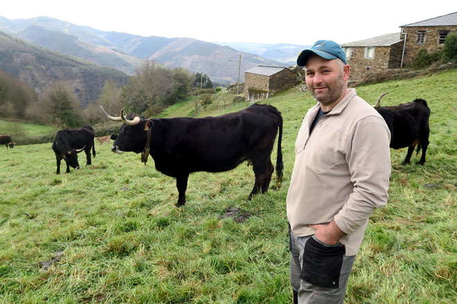 Alejandro Salvatierra, xunto ao seu rabaño de vacas caldelás en Neipín