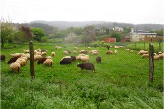 Lista das ganderías beneficiadas polas axudas da Deputación de Lugo para o fomento do pastoreo