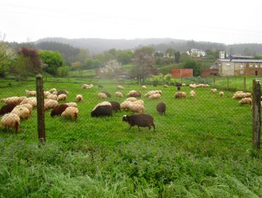 Lista das ganderías beneficiadas polas axudas da Deputación de Lugo para o fomento do pastoreo