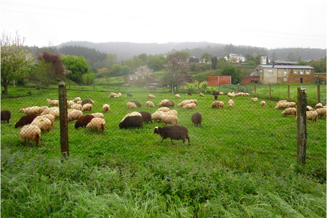 Rabaño de ovella galega nunha pradeira situada a 18 km de Neipín