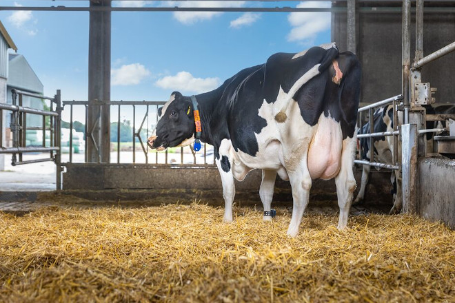 DE HEUS Large-Ruminants_Prelacto_dairy_cow_in barn_close-up_phase- vaca seca parto