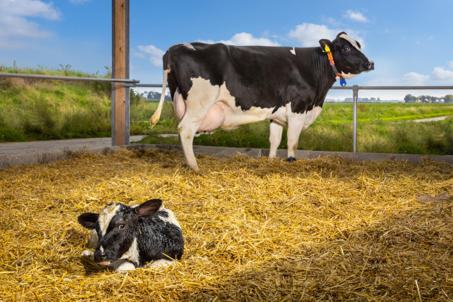 DE HEUS Ruminants_Prelacto_dairy_cow_calf_in barn_outside vaca parto