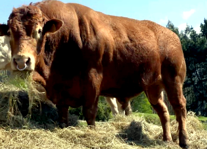 Un dos touros da explotación, que está apostando pola raza limusín