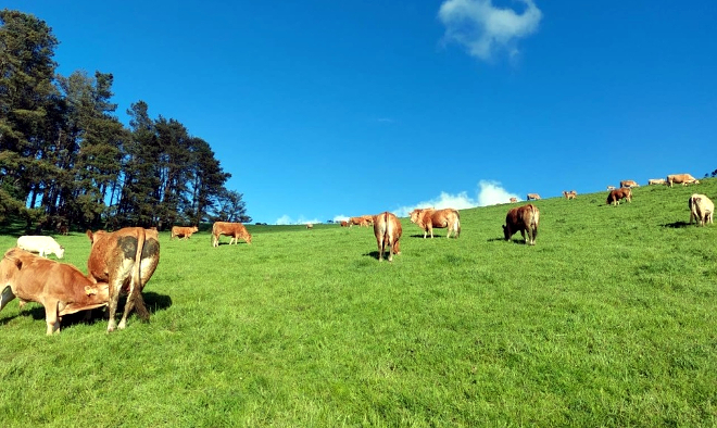 Facenda Currodegua e Saragás SC (Abadín) vacas rubia galega