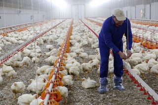 Os avicultores de carne e a industria avanzan nun contrato tipo que asegure a sustentabilidade do sector