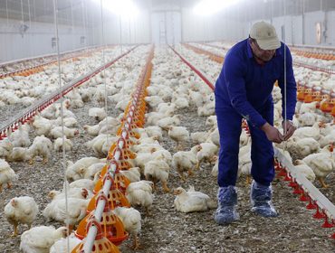 Os avicultores de carne e a industria avanzan nun contrato tipo que asegure a sustentabilidade do sector